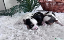 Yorkshire Terrier perros en venta: YORKSHIRE BIEWER HEMBRAS - Anuncio 14