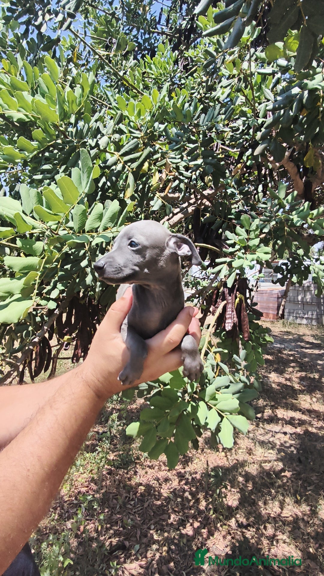Pequeño Lebrel Italiano perros en venta: Pequeño Lebrel Italiano ♂️♀️ - Imagen 2
