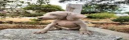 Braco Italiano perros en venta: Braco de  weimar   - Anuncio 1