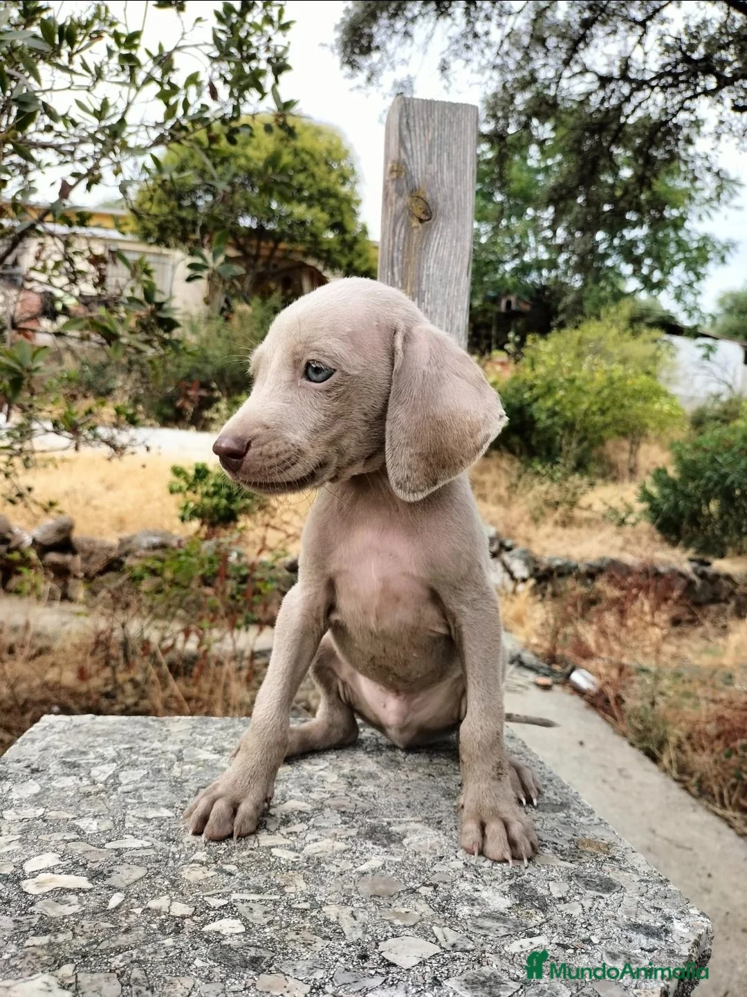 Braco Italiano perros en venta: Braco de  weimar   - Anuncio 1