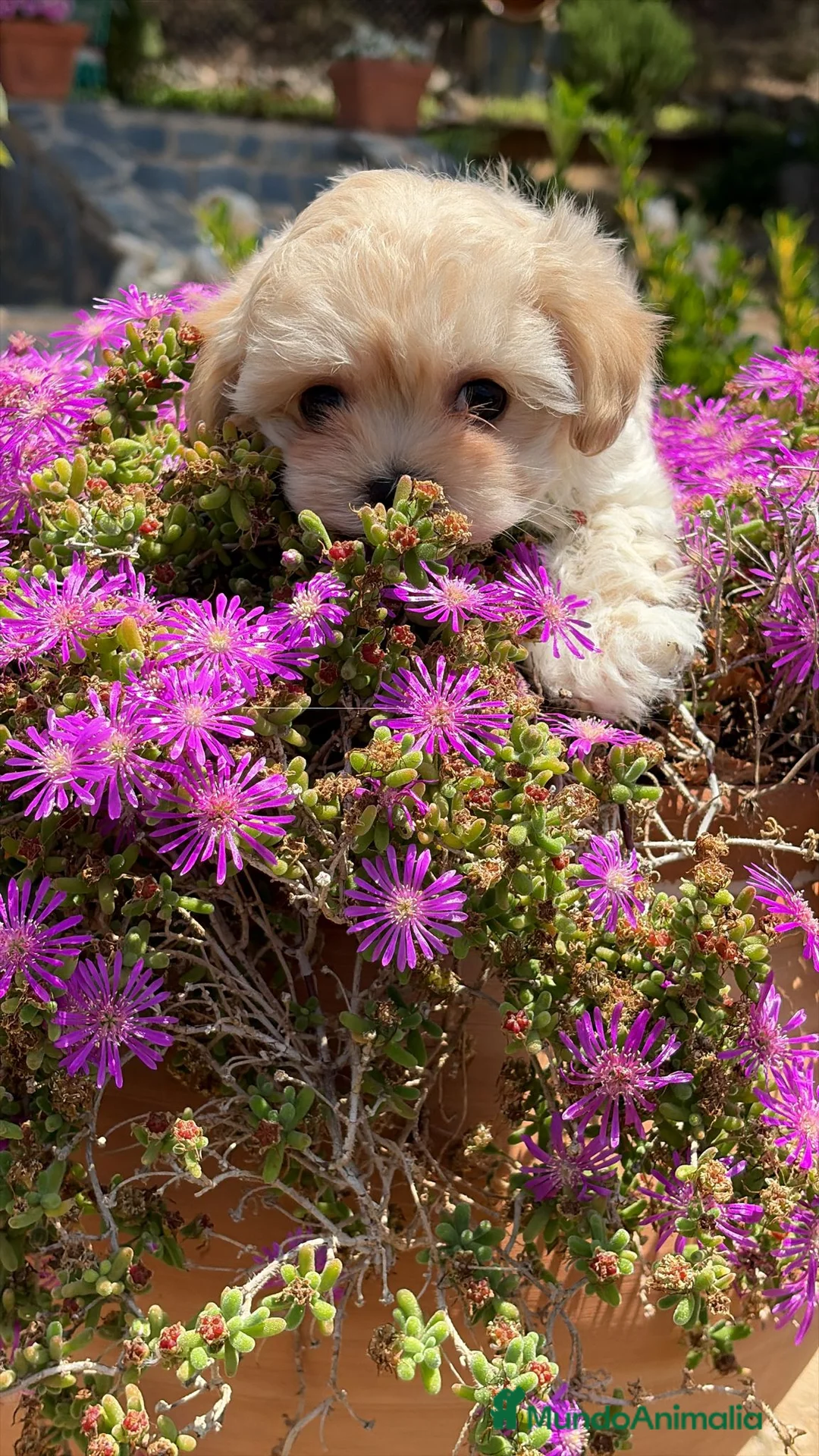 Maltipoo perros en venta: Maltipoo mini toy disponible  - Anuncio 6