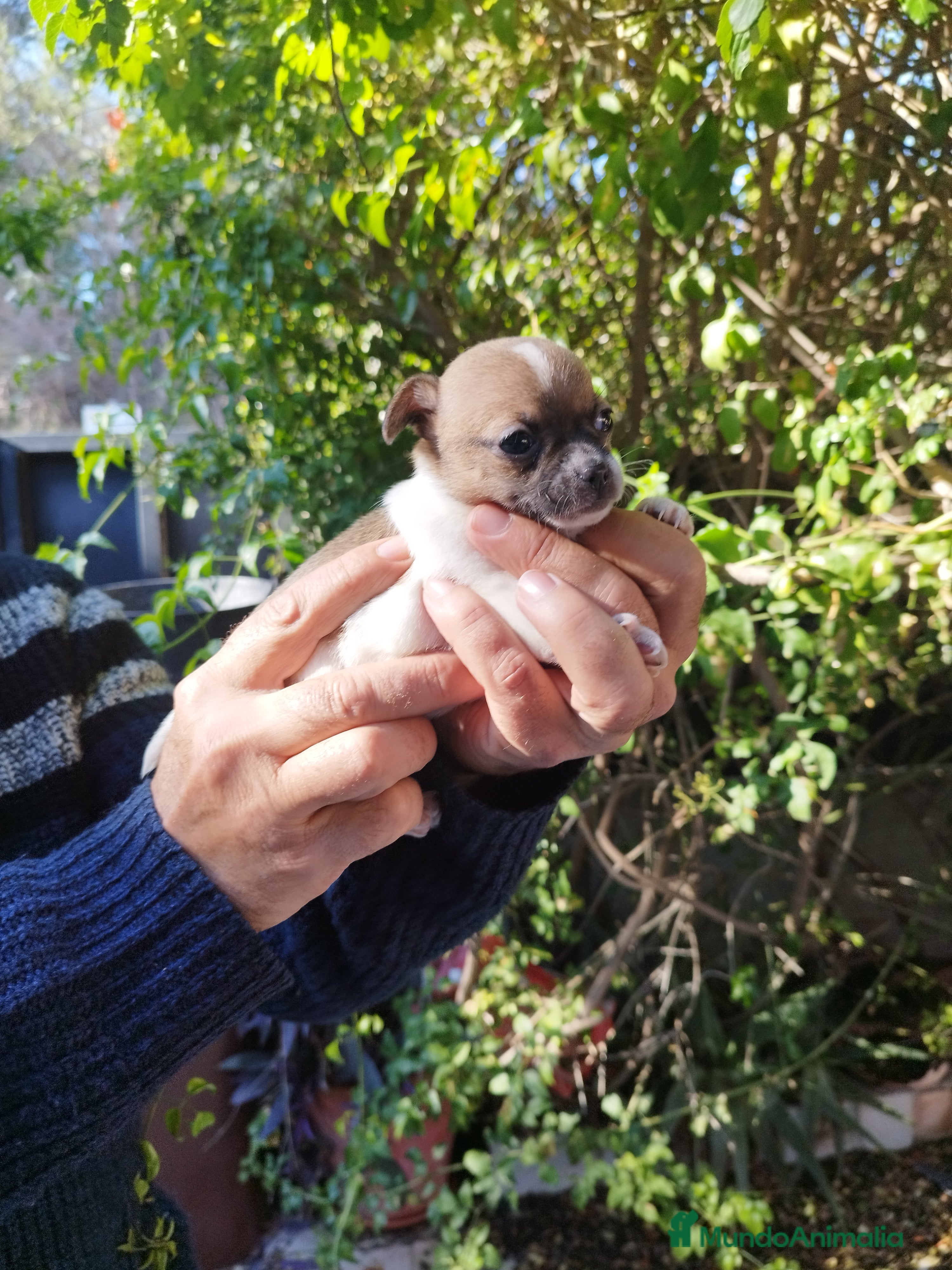 Chihuahua perros CHIHUAHUAS EXCLUSIVOS - Anuncio 1