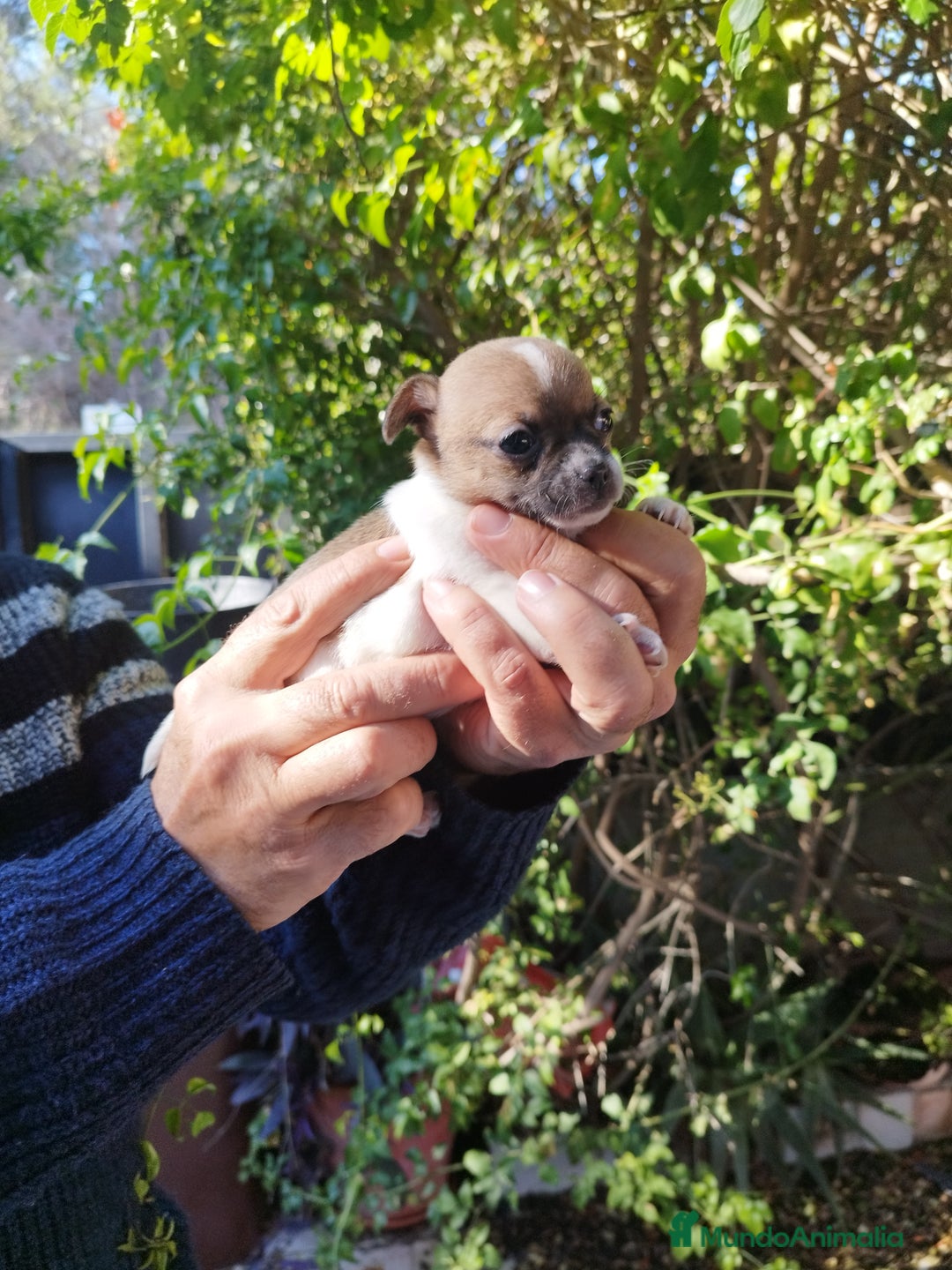 Chihuahua perros en venta: CHIHUAHUAS EXCLUSIVOS - Anuncio 1