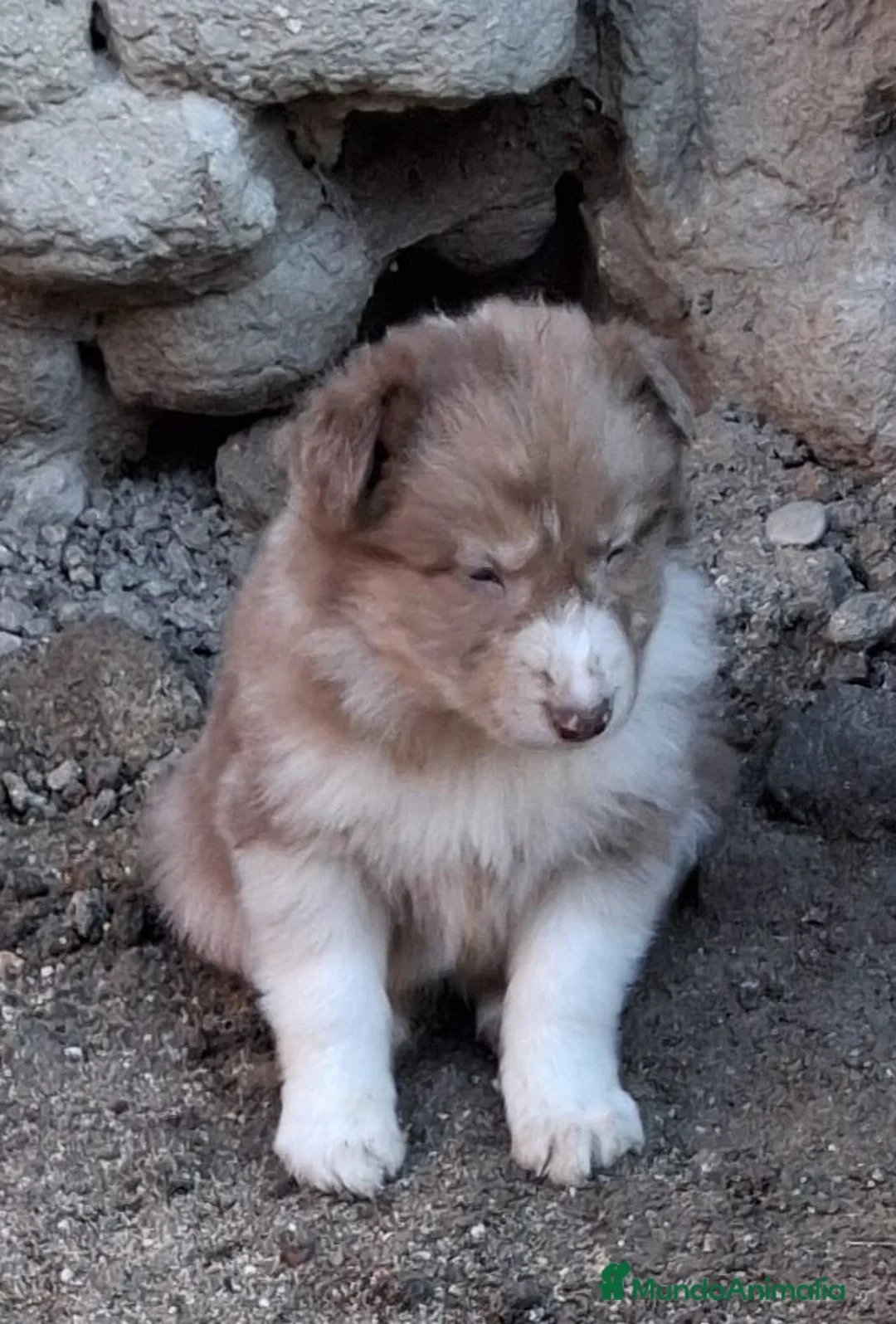 Border Collie perros en venta: Boder collie camada 1  - Anuncio 7
