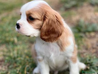 Cavalier King Charles Spaniel perros CAVALIER BLENHEIN DISPONIBLES en Barcelona - Anuncio 6