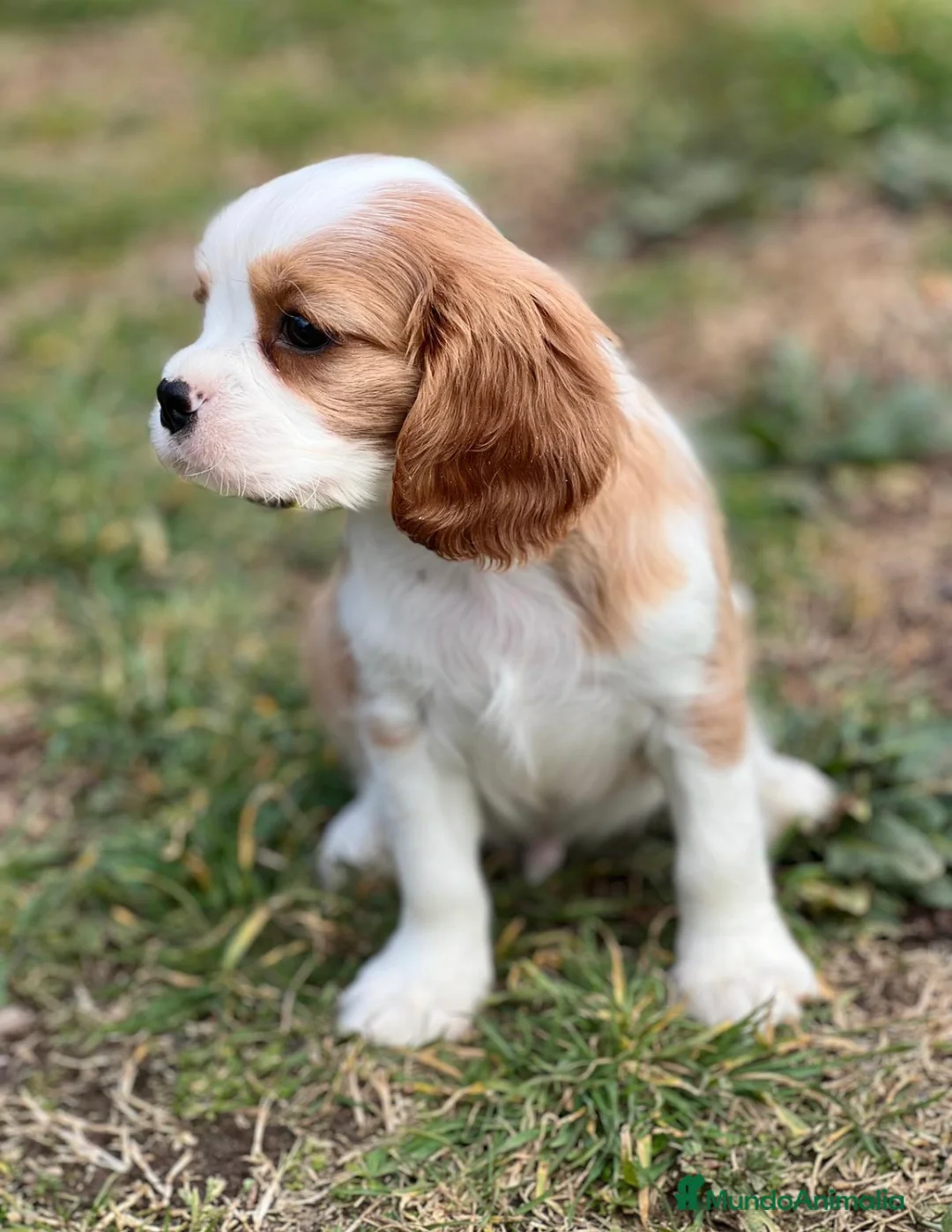 Cavalier King Charles Spaniel perros en venta: CAVALIER BLENHEIN DISPONIBLES en Barcelona - Anuncio 1