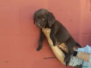 Labrador Retriever perros Macho labrador retriever dorado y chocolate - Anuncio 4
