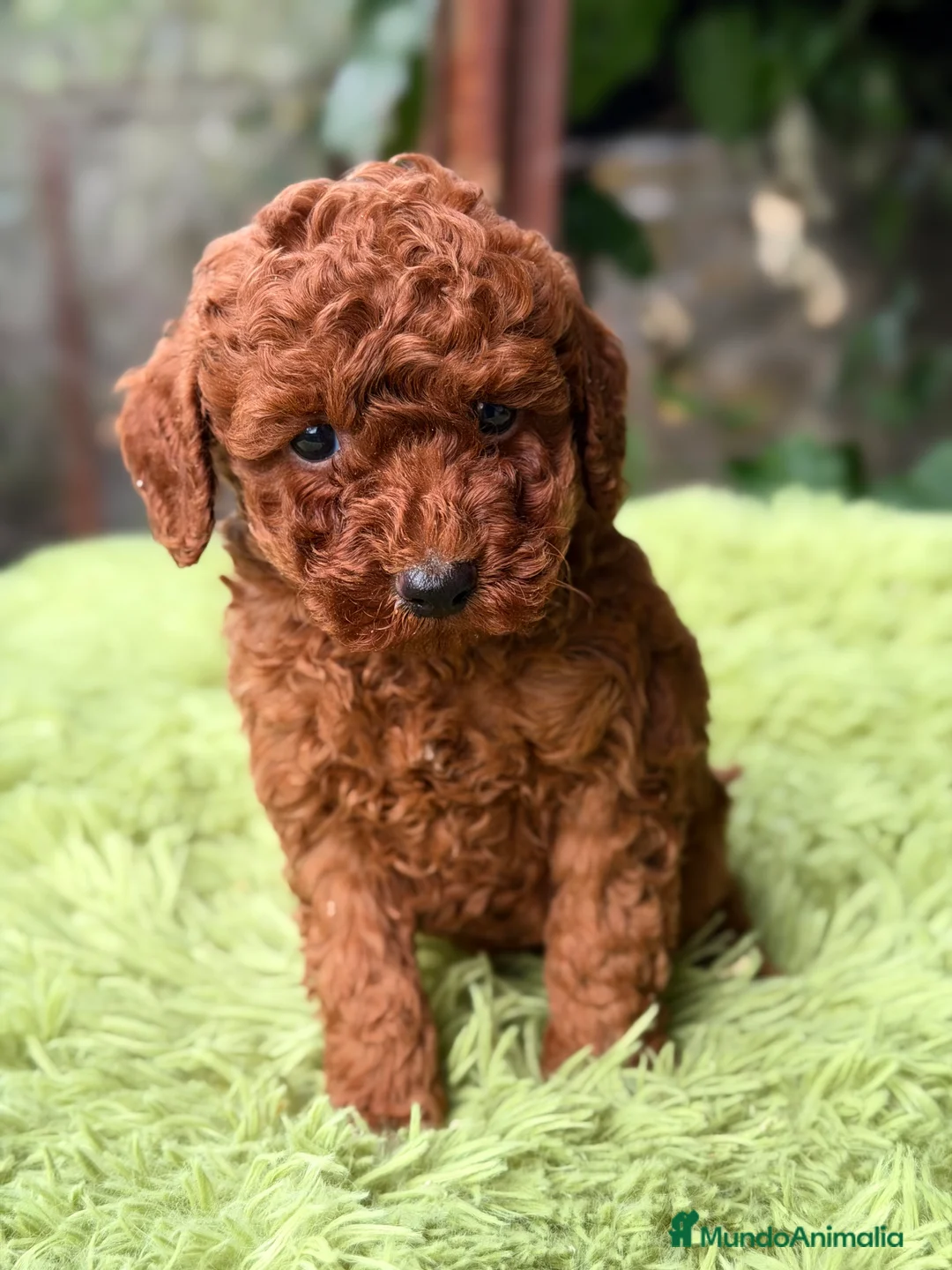 Raza Mixta perros en venta: Caniche rojo pimentón  - Anuncio 3