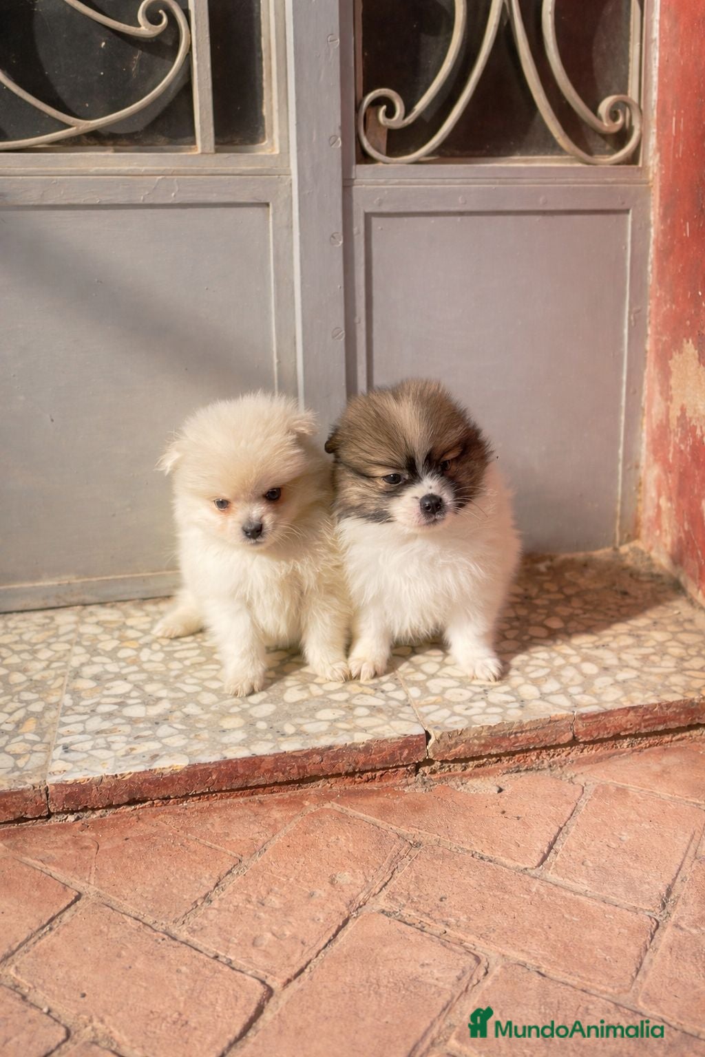 Pomerania perros Cachorros Pomerania mini toy disponibles - Anuncio 1