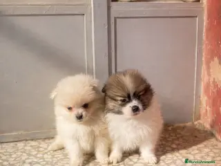 Pomerania perros Cachorros Pomerania mini toy disponibles - Anuncio 1