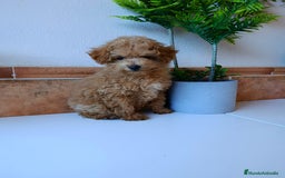 Caniche Toy perros en venta: Caniche toy  - Anuncio 3