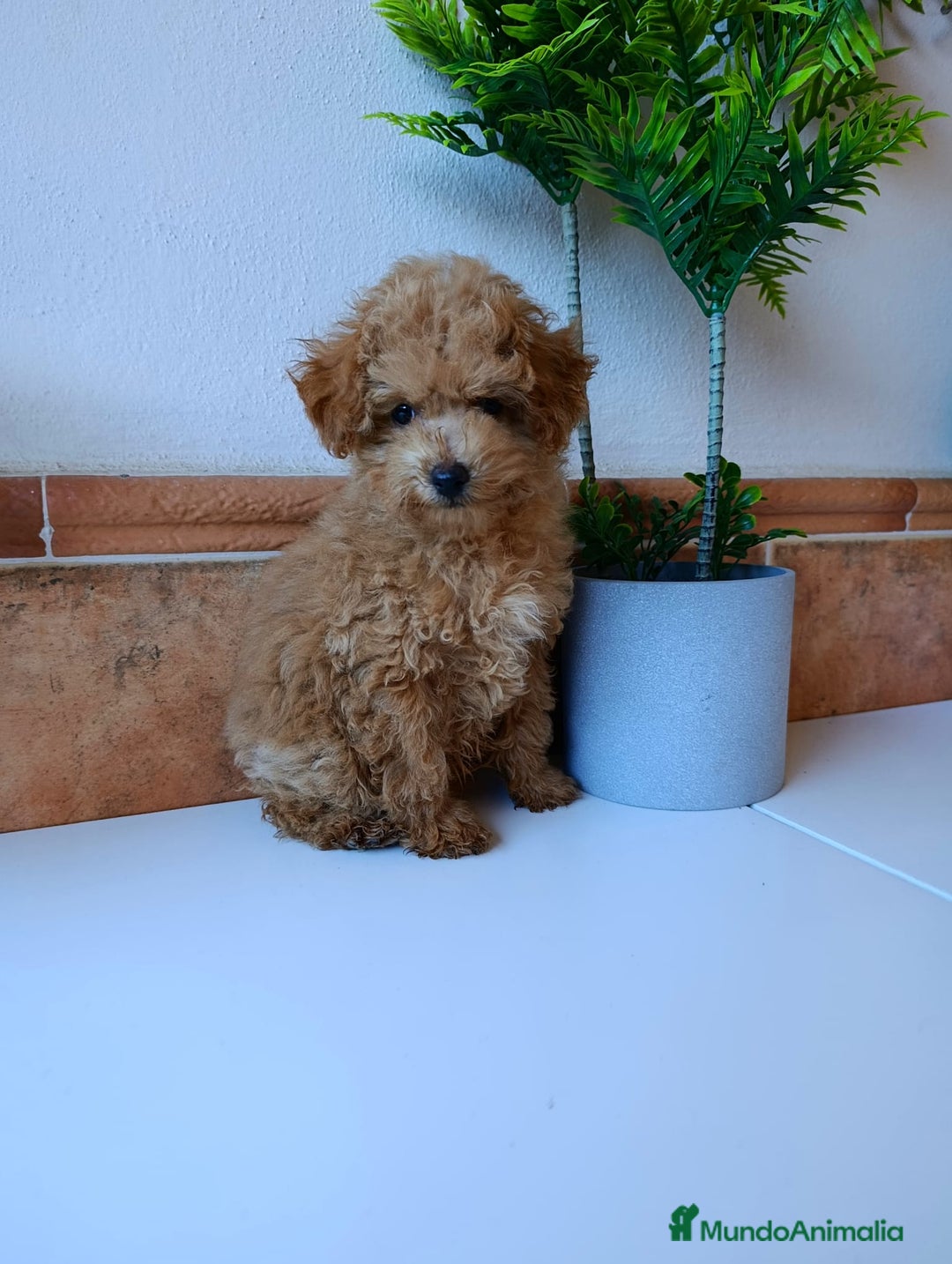 Caniche Toy perros en venta: Caniche toy  - Anuncio 3