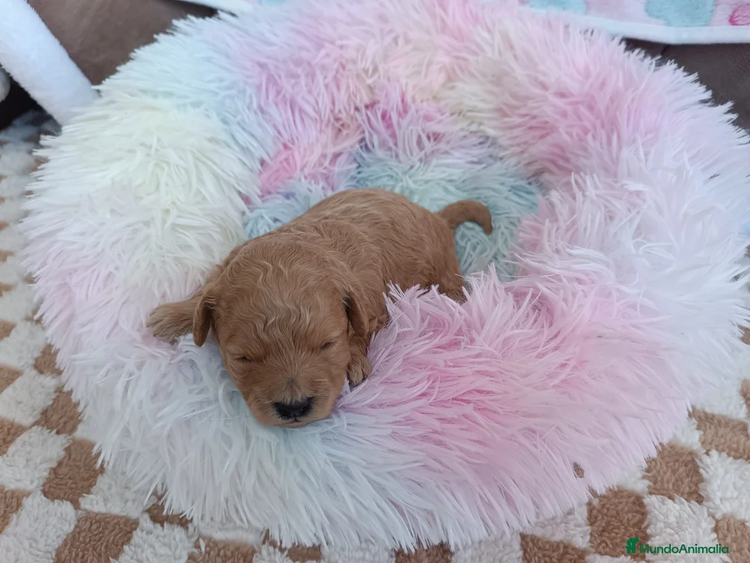 Caniche Toy perros en venta: CANICHE TOY MACHITO - Anuncio 2