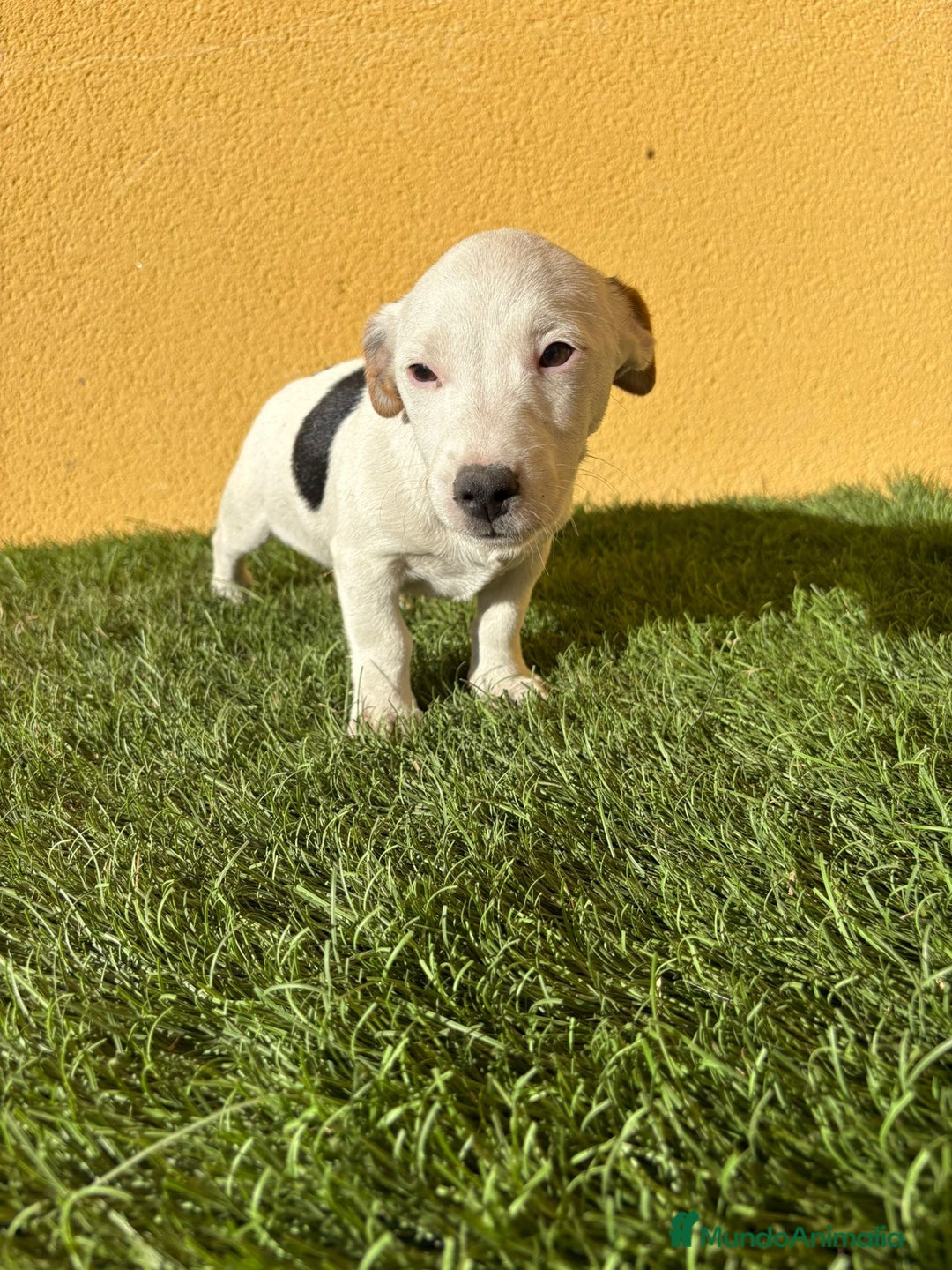 Jack Russell Terrier perros en venta: Jack Russell macho pata corta  - Imagen 5