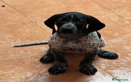 Braco Alemán de Pelo Corto perros en venta: Braco Alemán Macho - Imagen 3