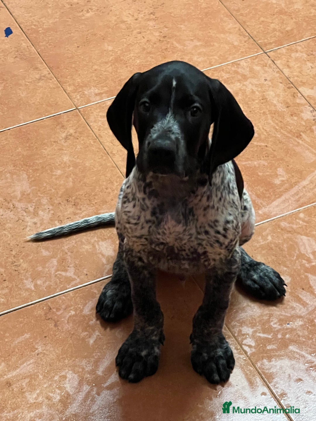 Braco Alemán de Pelo Corto perros en venta: Braco Alemán Macho - Imagen 3