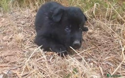 Perro Lobo Checoslovaco perros en venta: Perro lobo bajo contenido - Imagen 6