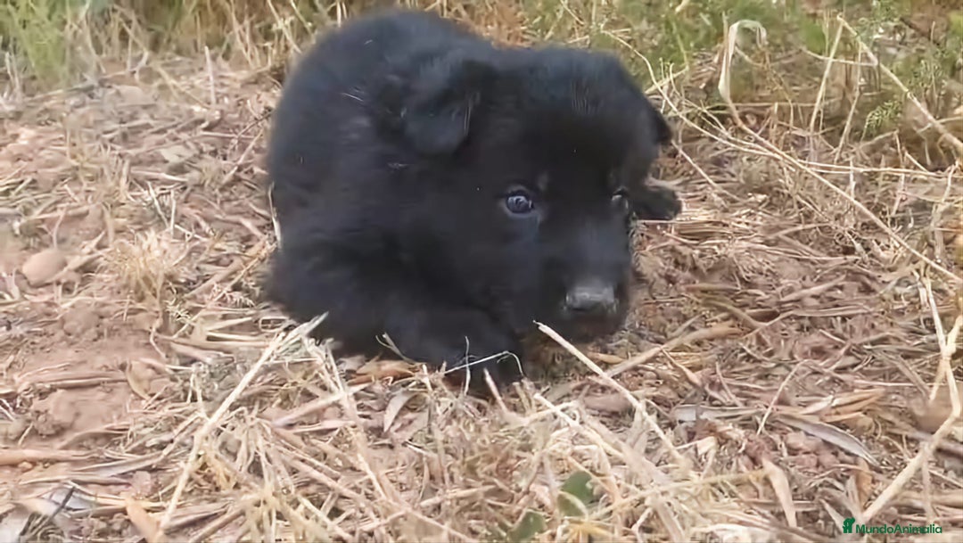 Perro Lobo Checoslovaco perros en venta: Perro lobo bajo contenido - Imagen 6