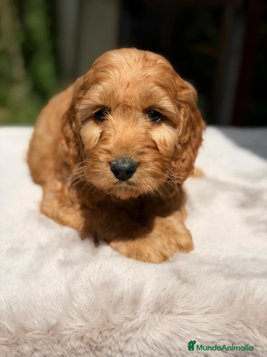 Cockapoo perros en venta: COCKAPOO APRICOT - Anuncio 4