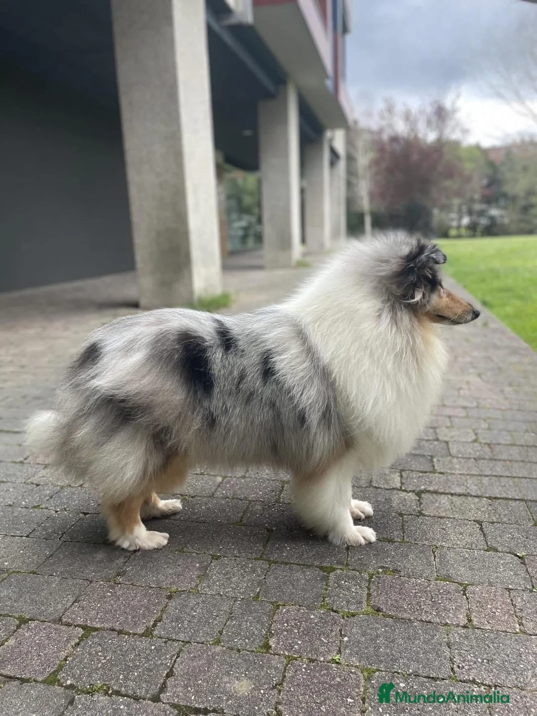 Collie de Pelo Largo perros en venta: Rough collie  - Anuncio 5