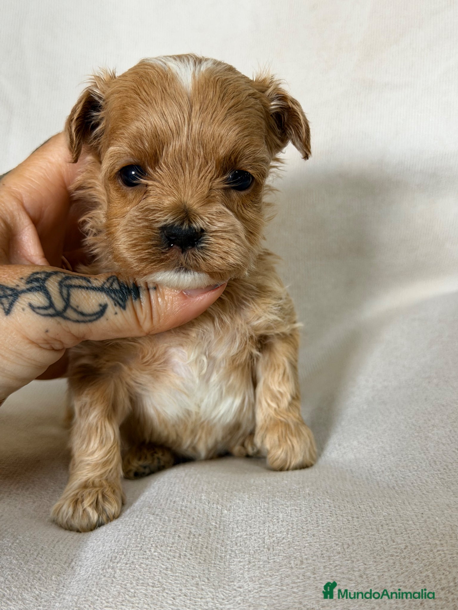 Maltipoo perros Maltipoo Minitoy  - Anuncio 2