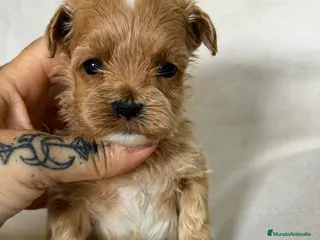 Maltipoo perros Maltipoo Minitoy - Anuncio 2