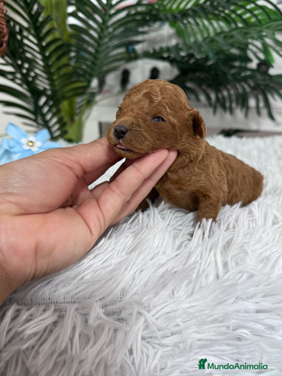 Caniche Toy perros en venta: CANICHE ROJO - Anuncio 3