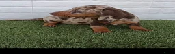 Teckel Miniatura perros en venta: Cachorro de Teckel arlequín chocolate miniatura  - Anuncio 3