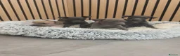 Pequeño Lebrel Italiano perros en venta: Pequeño Lebrel Italiano disponibles para octubre  - Anuncio 15