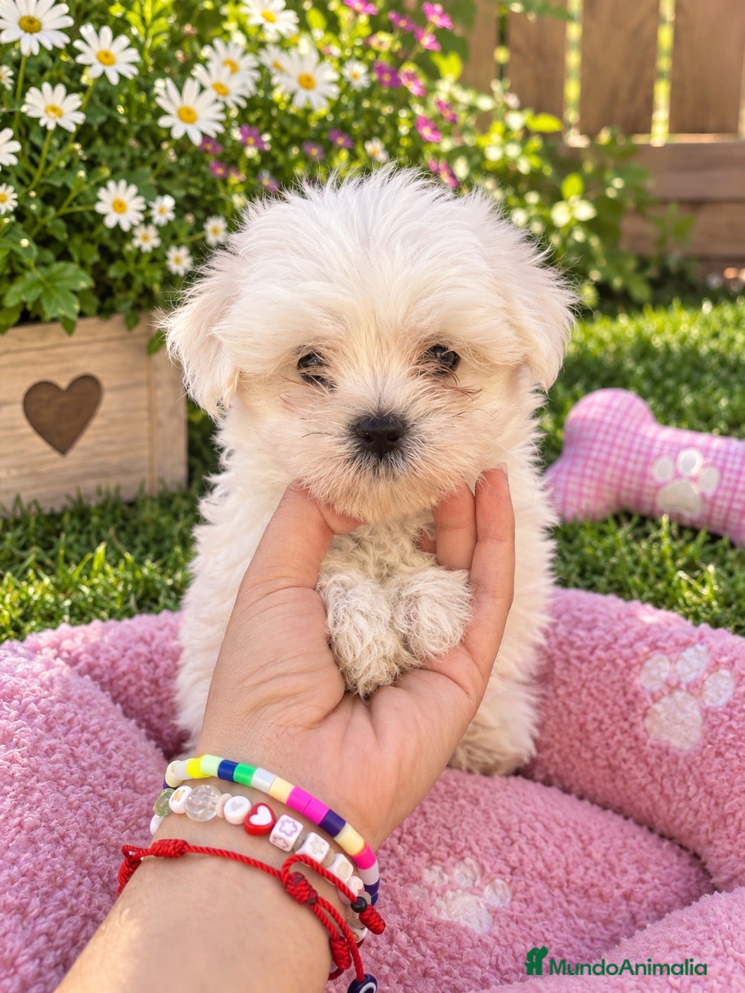 Bichón Maltés perros PRECIOSOS BICHON MALTÉS MINI  - Anuncio 2