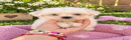 Bichón Maltés perros en venta: PRECIOSOS BICHON MALTÉS MINI  - Anuncio 1