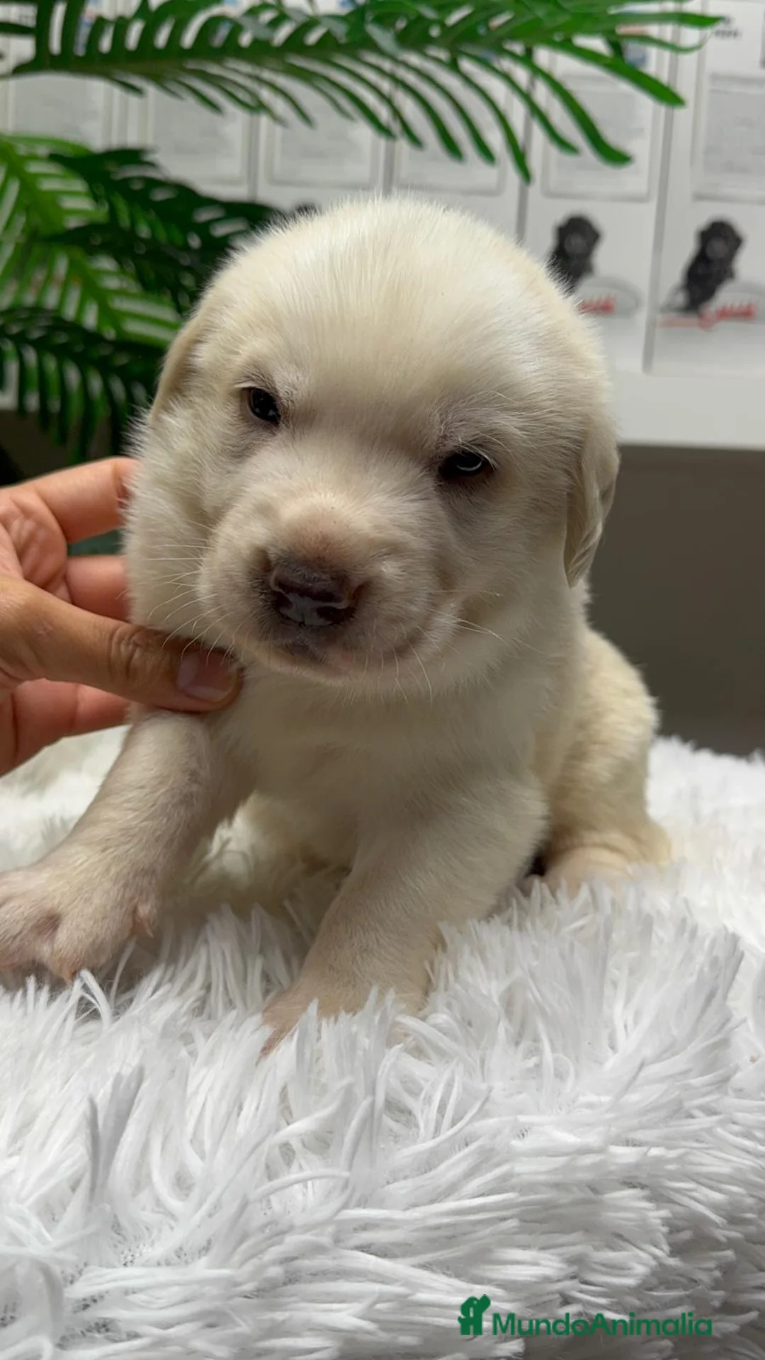 Mastín Español perros en venta: MASTIN ESPAÑOL - Anuncio 3