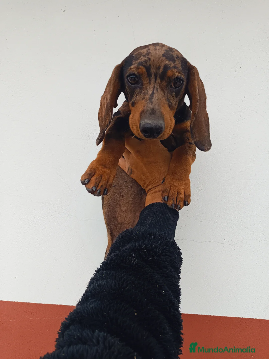 Teckel Miniatura perros en venta: Teckel miniatura - Anuncio 1