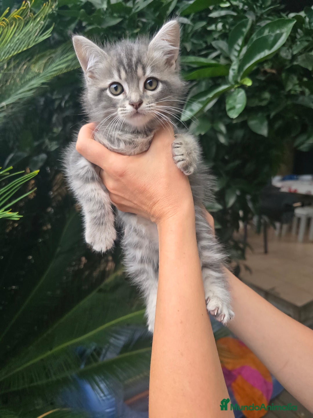 Británico de Pelo Corto gatos en venta: Gatcot.com - Imagen 3