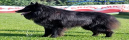 Pastor Belga Groenendael perros en venta: Pastor belga groenendael en Barcelona - Anuncio 9