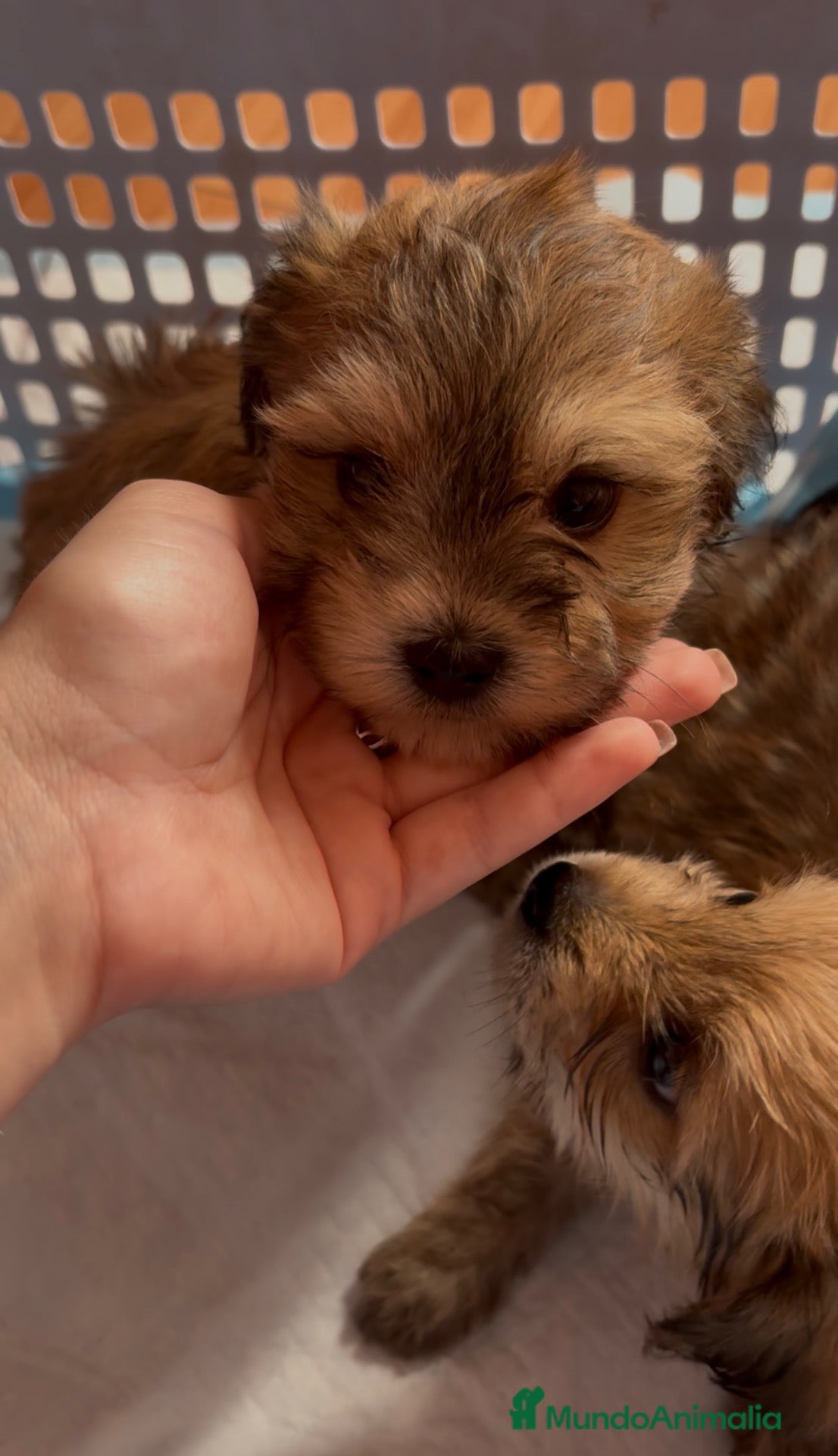 Morkie perros 🩵🌸 CACHORRITOS MORKIES 🌸🩵 - Anuncio 2