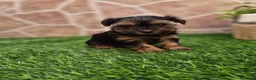 Yorkshire Terrier perros en venta: Yorkshire terrier - Anuncio 20