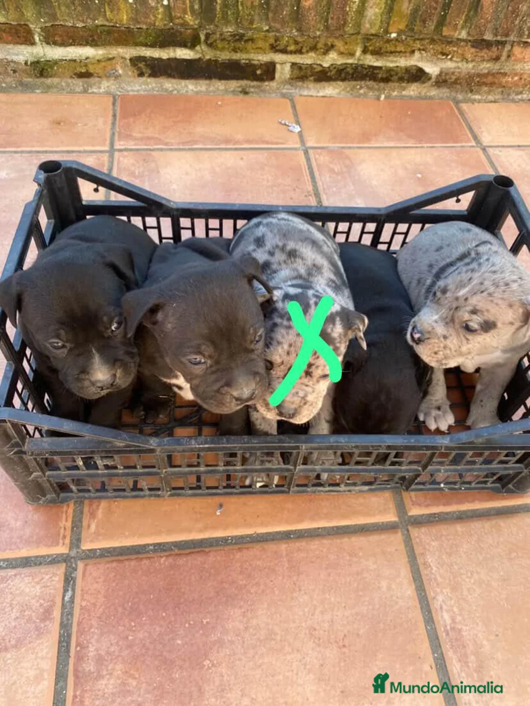 American Staffordshire-Terrier perros en venta: Américan estanford  - Anuncio 4