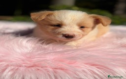 Border Collie perros en venta: Border collie rojo australiano  - Imagen 5