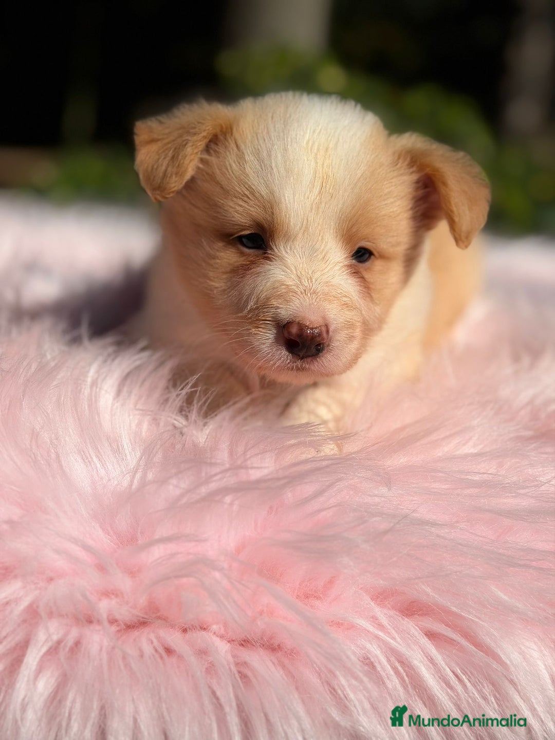 Border Collie perros en venta: Border collie rojo australiano  - Imagen 5