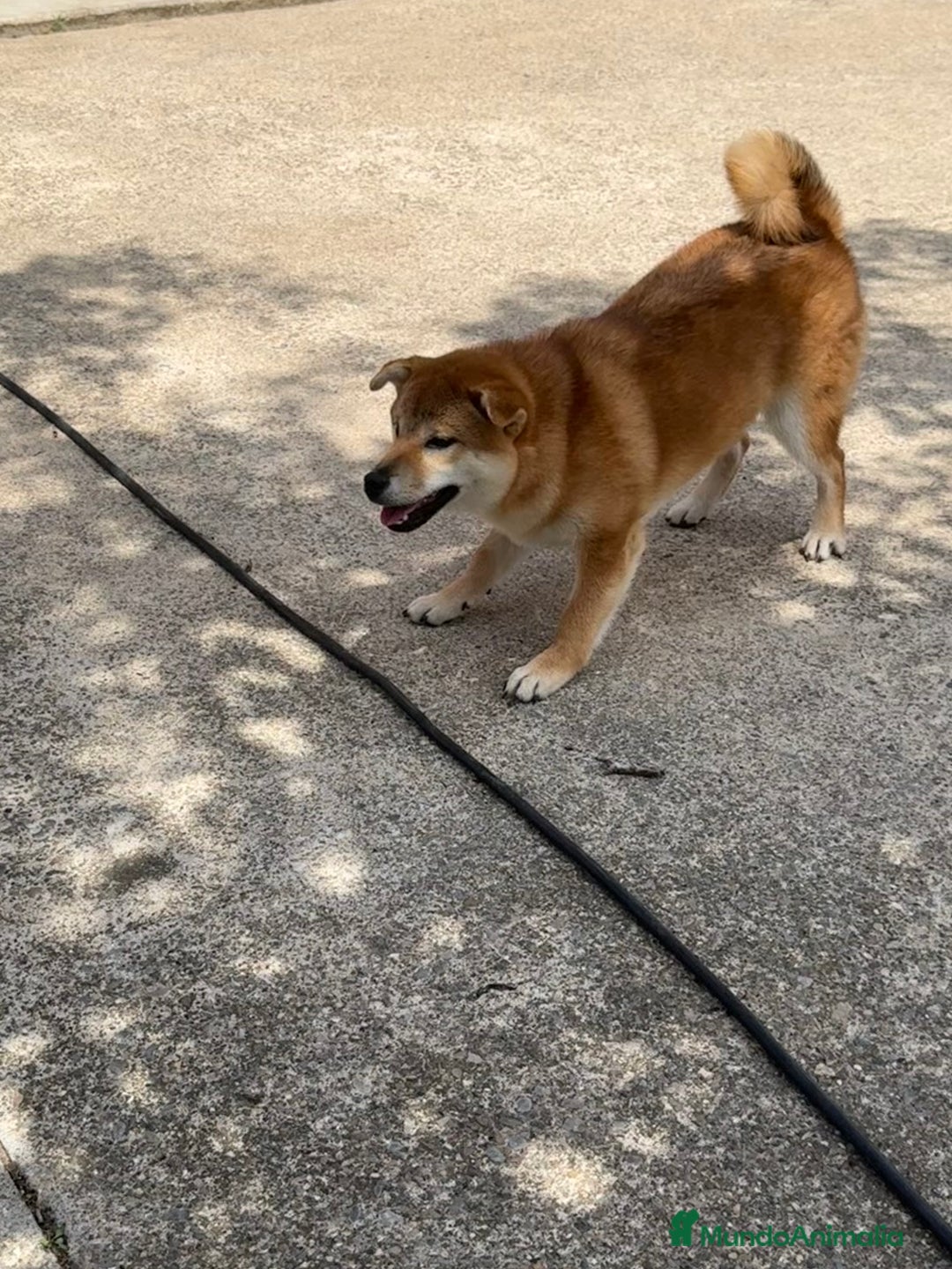 Shiba Inu perros en venta: Shiba Inu - Imagen 7