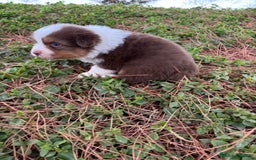Pastor Australiano perros en venta: Pastor Australiano  - Imagen 3
