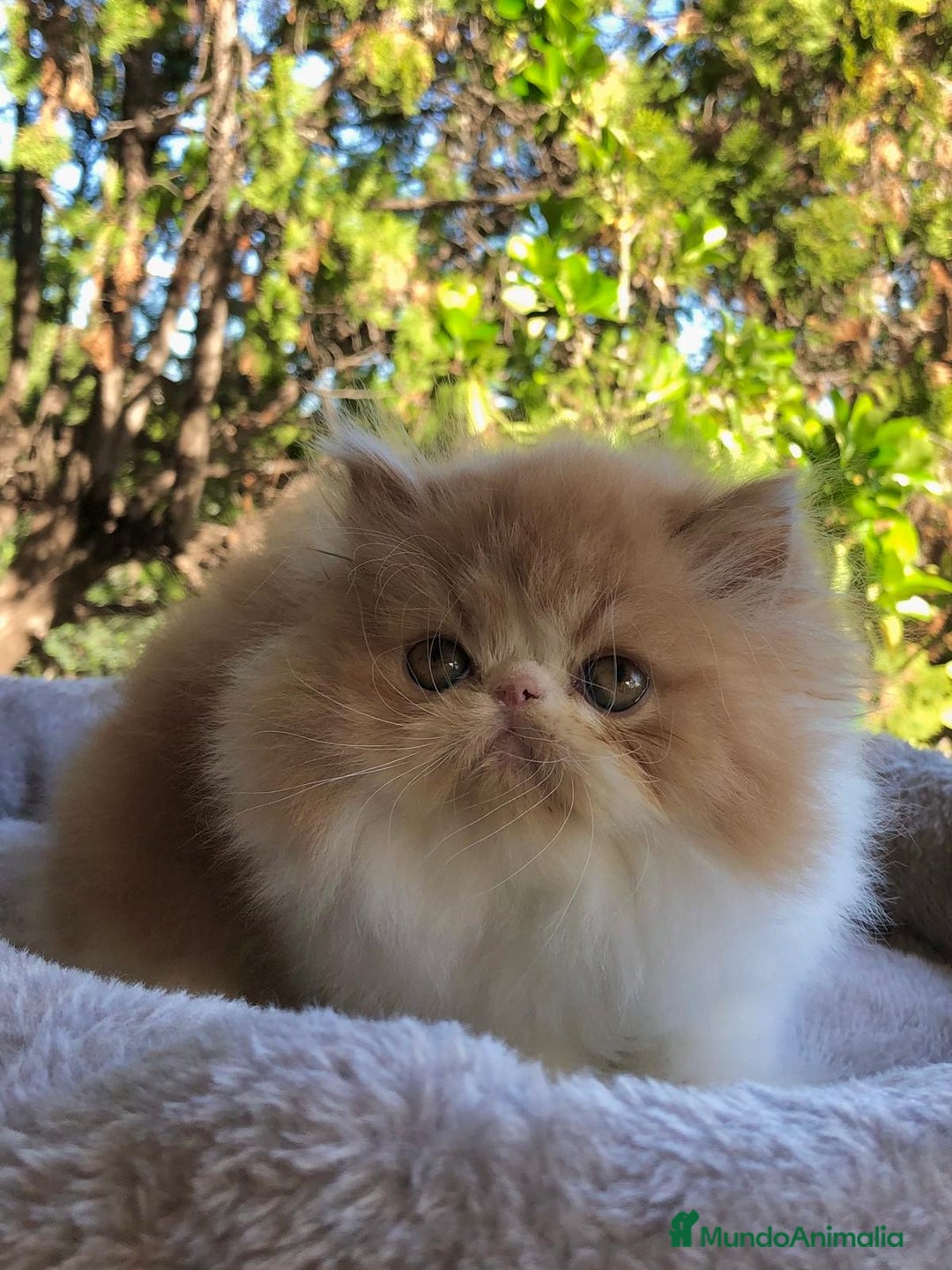 Persa gatos en venta: GATITO PERSA MACHO - Anuncio 2