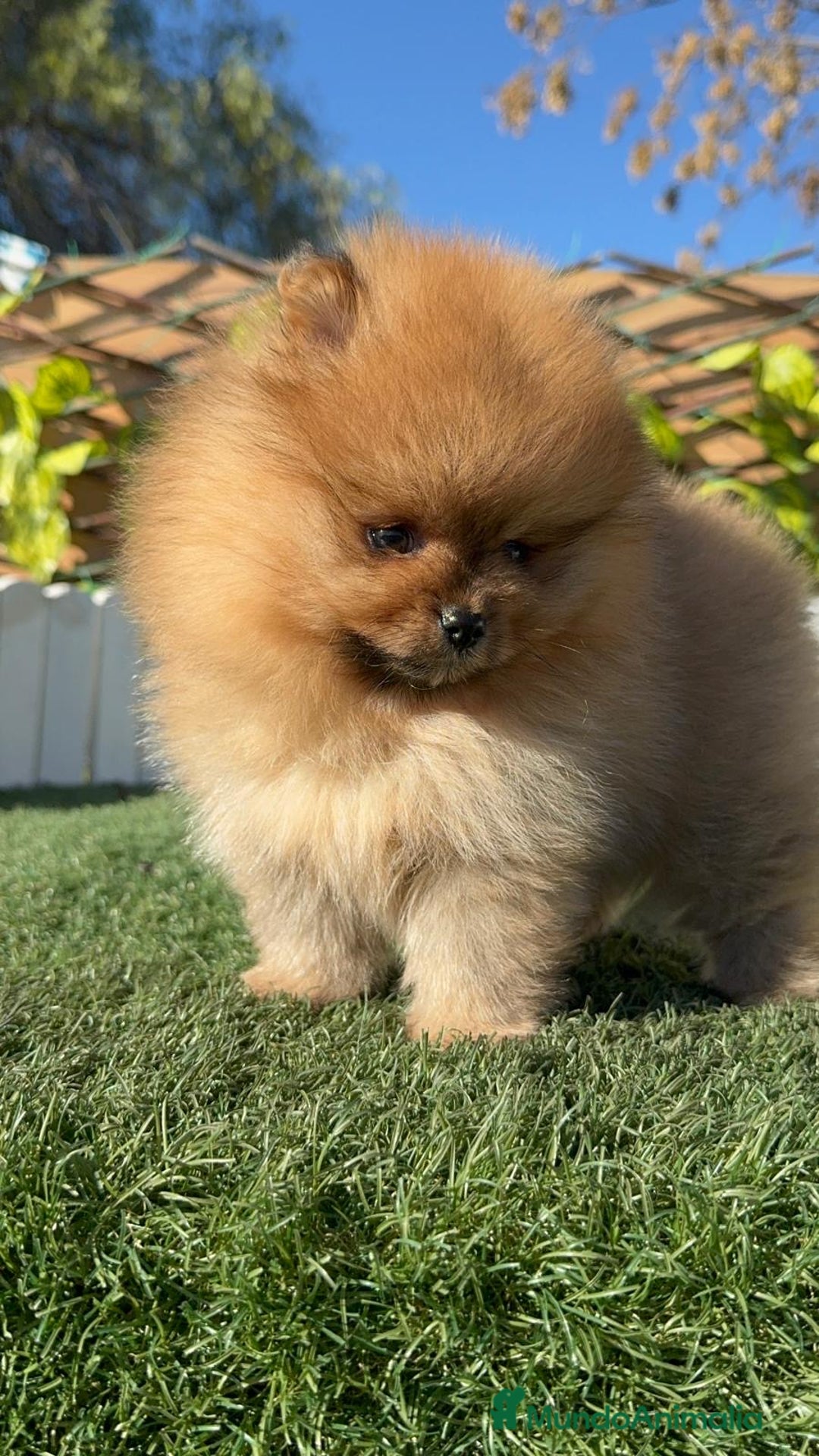 Pomerania perros en venta: POMERANIA HEMBRA CARA DE OSO - Anuncio 5