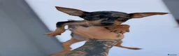 Pinscher Miniatura perros en venta: Mini pincher Exoticos  - Anuncio 13