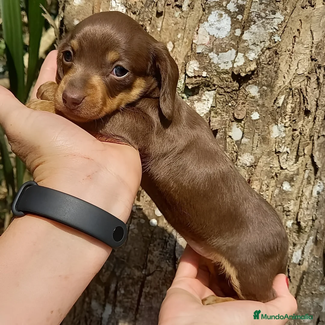 Teckel Miniatura perros en venta: TECKEL MINIATURA - MADRID   - Anuncio 2