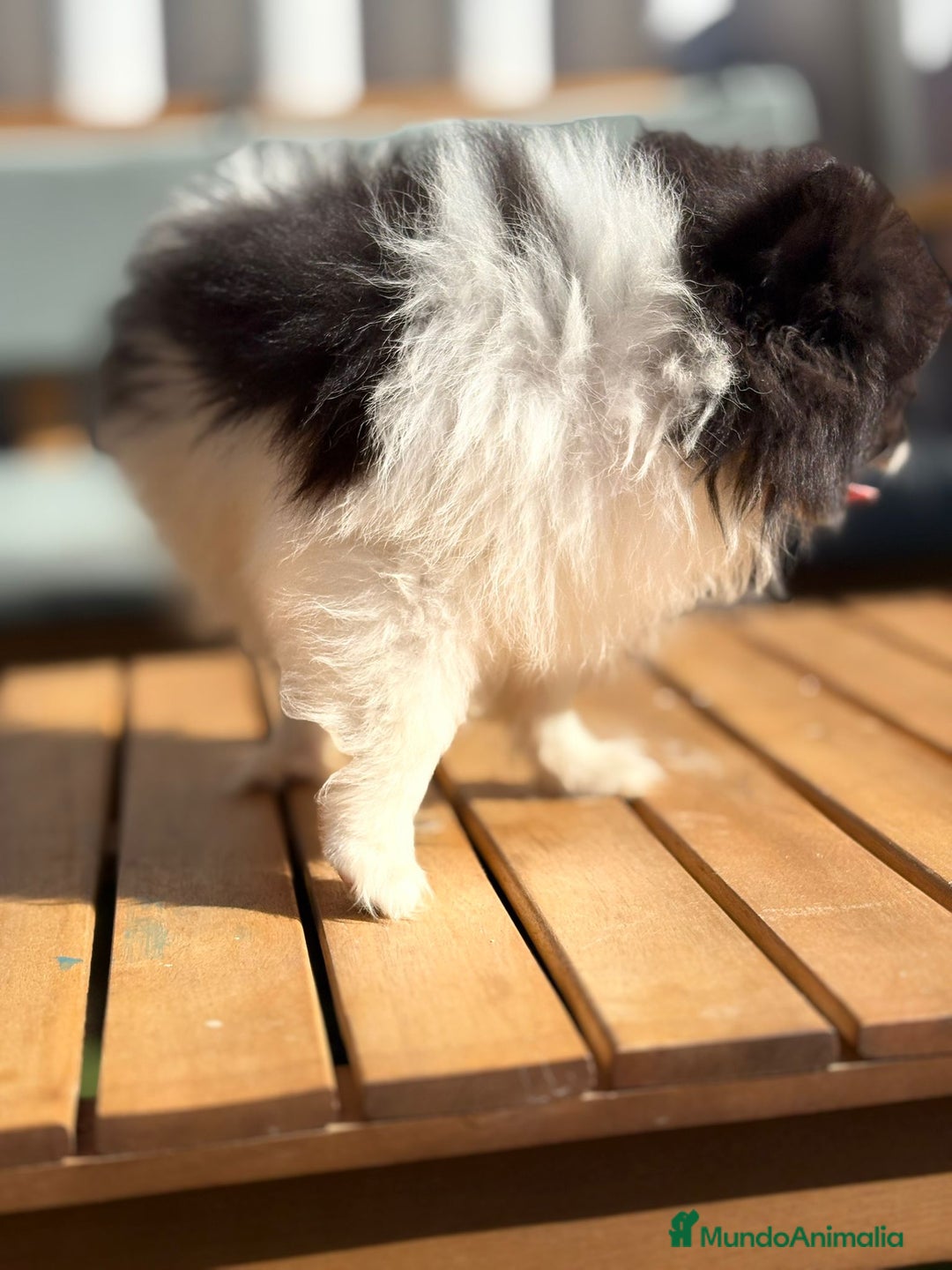 Pomerania perros en venta: Lulu pomerania MICRO  - Imagen 3