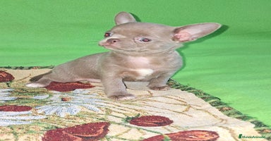 Chihuahua perros - Anuncio 9