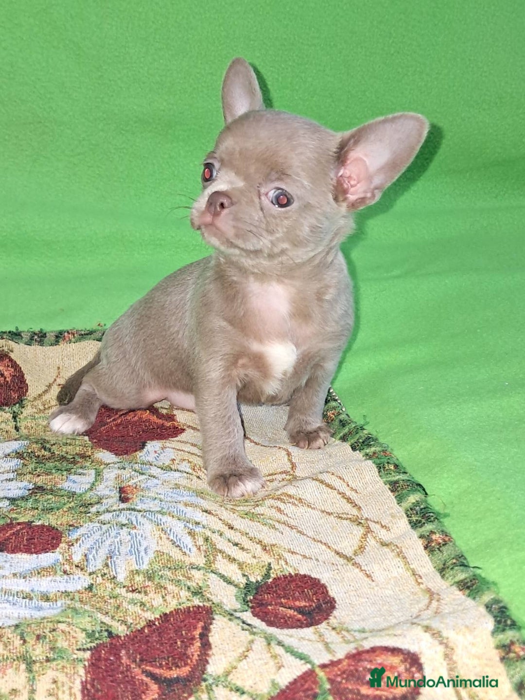Chihuahua perros en venta: MACHO TOY EXCLUSIVO LILAC LINEA RUSA - Imagen 3