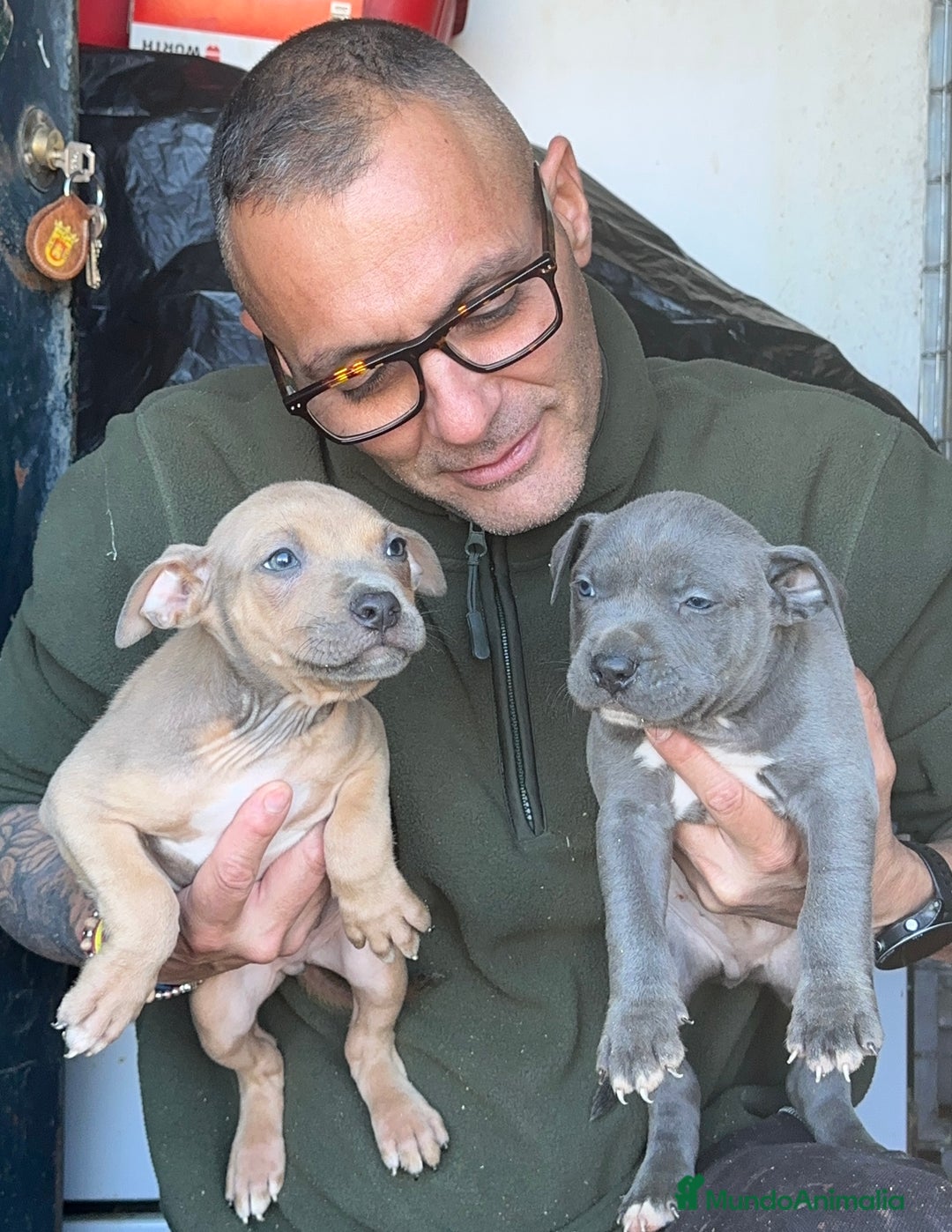 American Staffordshire-Terrier perros en venta: American Stanford, nueva Camada - Anuncio 28